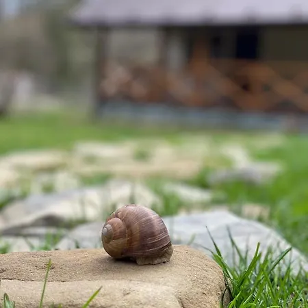 Σαλέ медові карпати